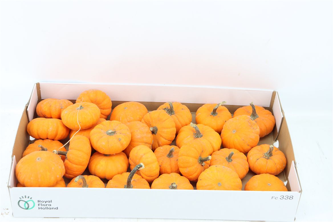 Cucurbita Jack Be Little