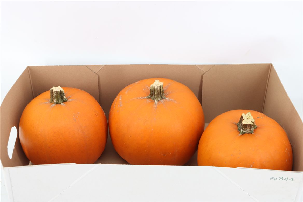 Ornamental Fruits Per Piece