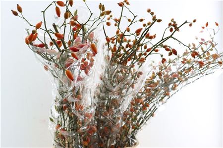 Rosa Zaffiro 120cm Ptk