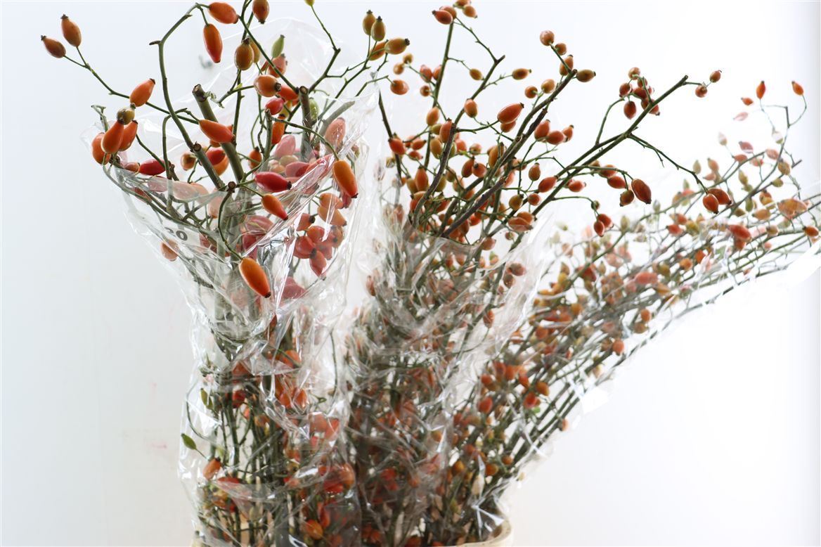 Rosa (ROZEBOTTEL) 120cm