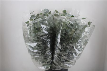 Euca Cinerea 200gr P Bunch