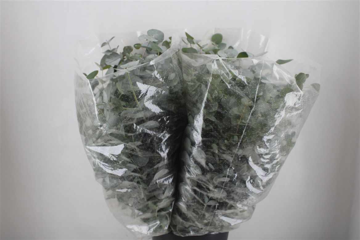 Eucalyptus Cinerea 70cm 200gram