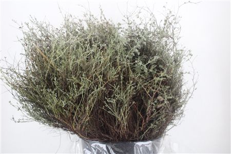 Thym Falso 250gr P Bunch
