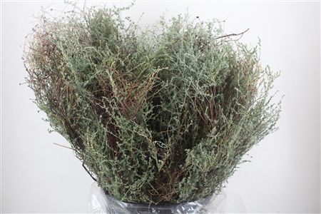 Thym Falso 400gr P Bunch