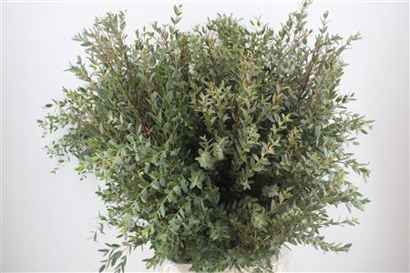 Euca Parvifolia 300gr P Bunch