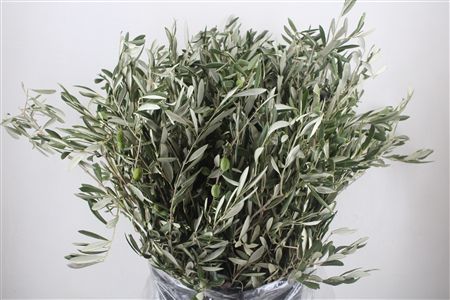 Olijf 400gr P Bunch