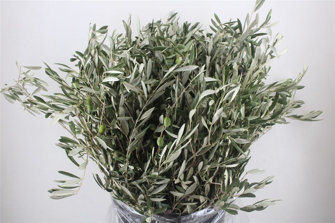 Olea Europaea Per Bunch 70cm 400gram