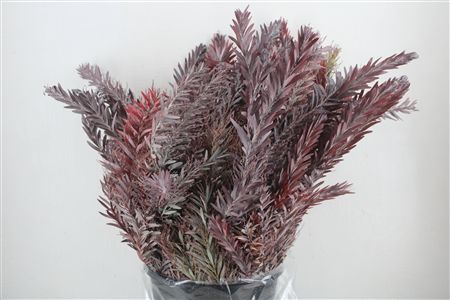 Mimosa Luna D'argento P Bunch