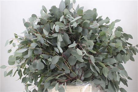 Euca Populus 300gr P Bunch