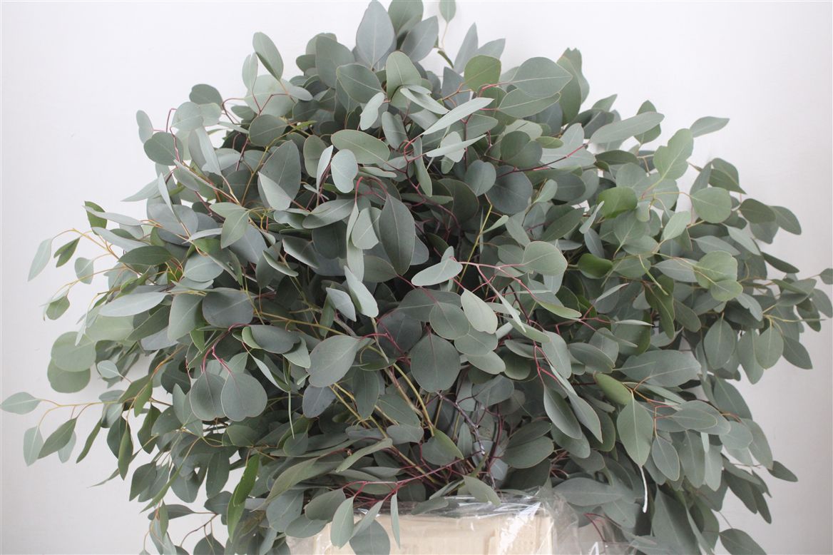 Eucalyptus Bnch Polyanthemos Fru 60cm 300gram