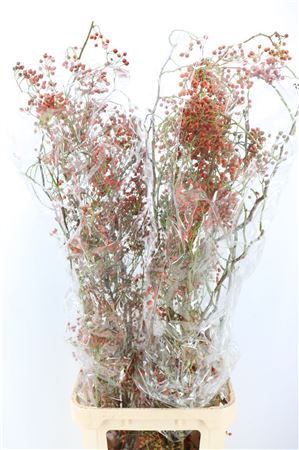 Rosa Corallo 120cm Ptk