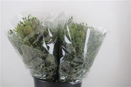 Euca Parvifolia Short 150gr P Bunch