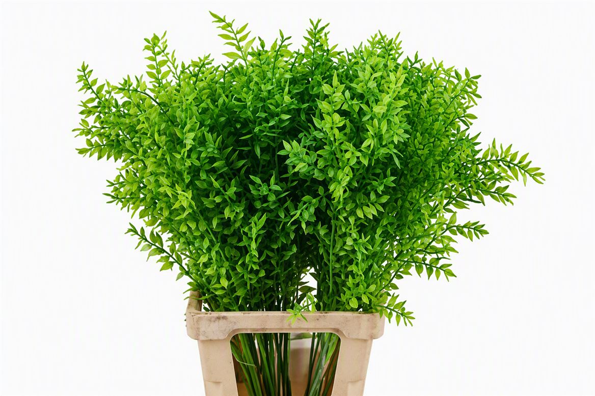 Pres Ruscus Moss Green P Stem