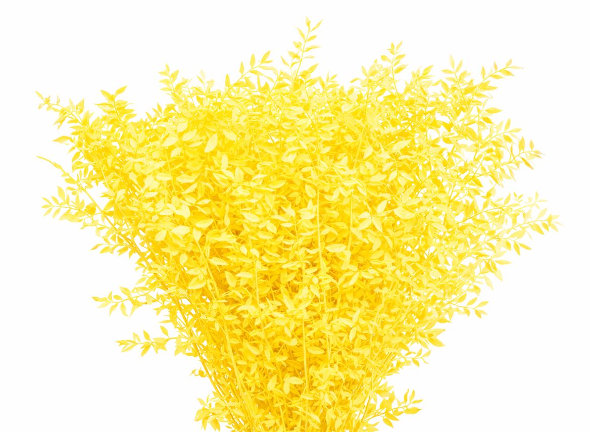 Pres Ruscus Yellow P Stem