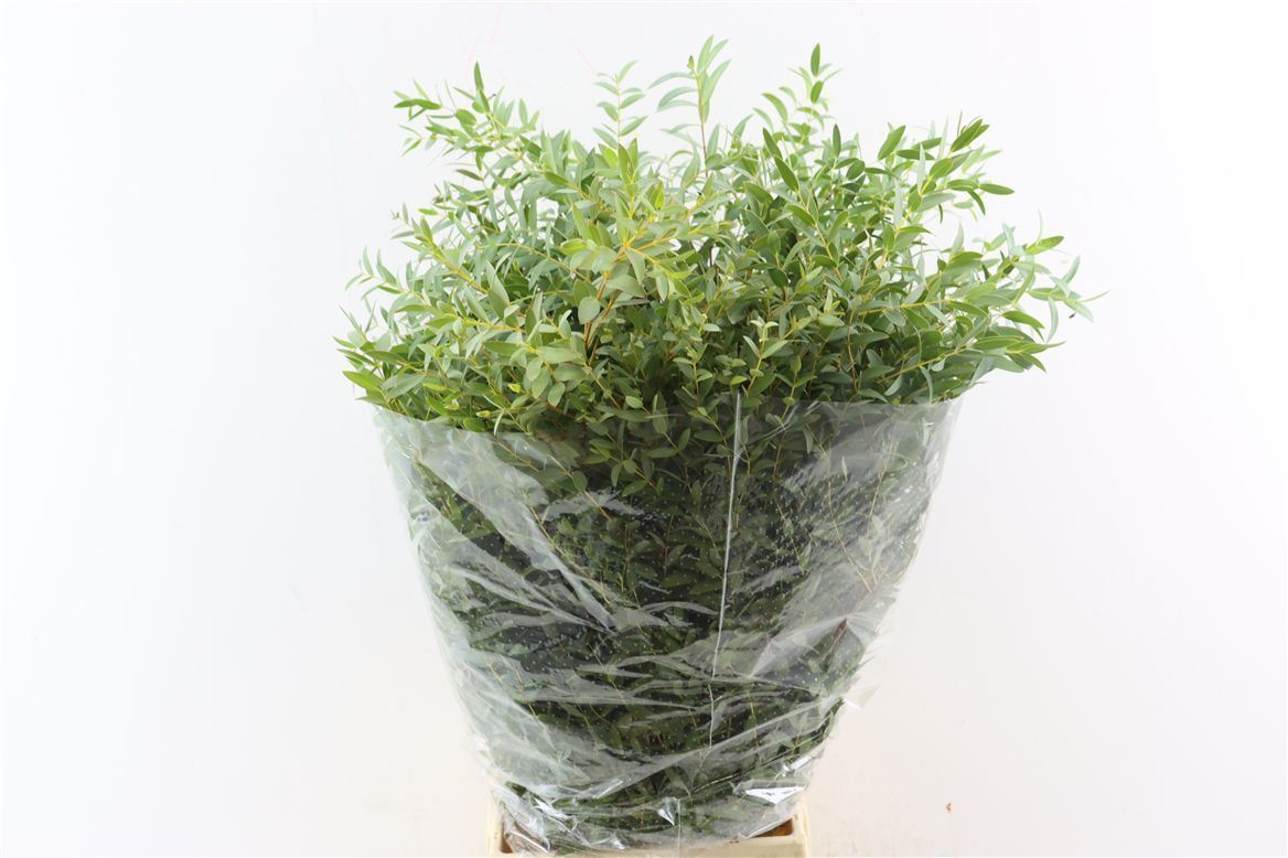 Eucalyptus Parvifolia 70cm 200gram
