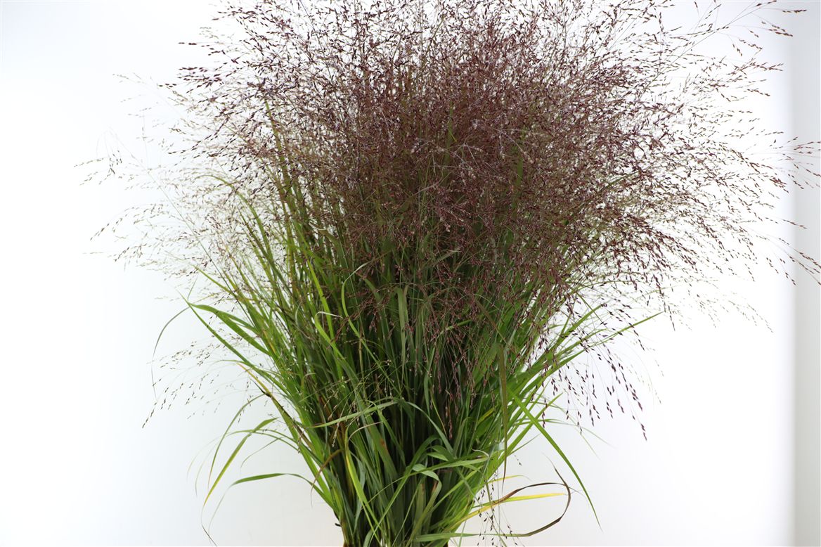 Panicum Squaw 150cm
