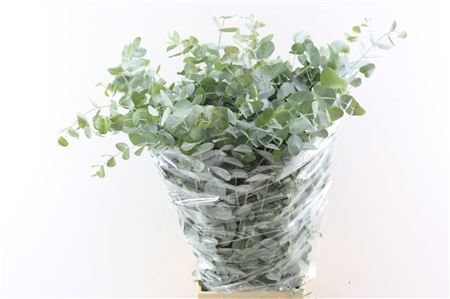Euca Cinerea 200gr P Bunch