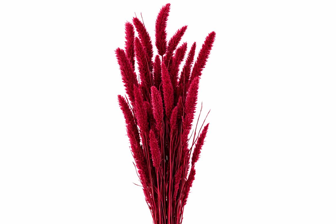 Dried Setaria X5 Cerise Bunch
