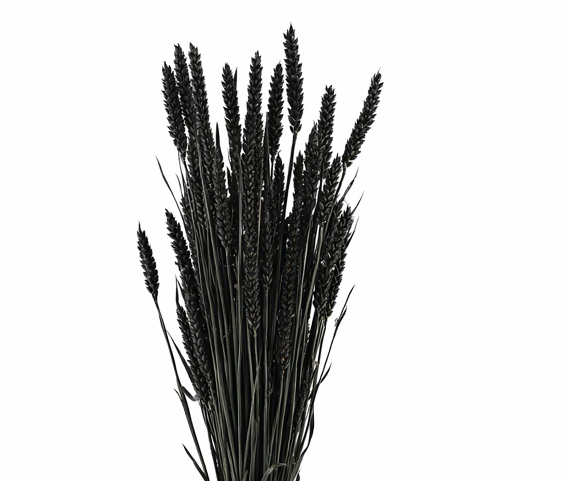 Dried Triticum X5 Black Bunch