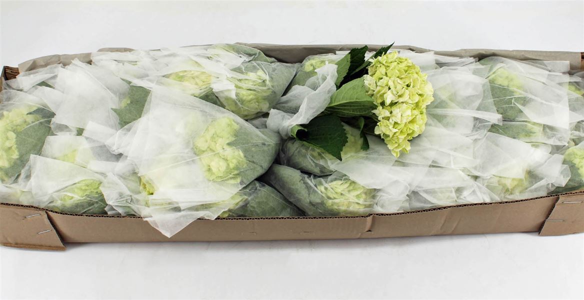 Hydrangea Lima 60cm 18Ø