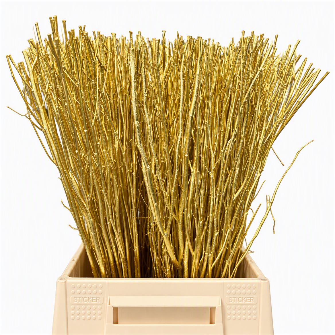 Dried Natural Bunch Gold Cut 50cm