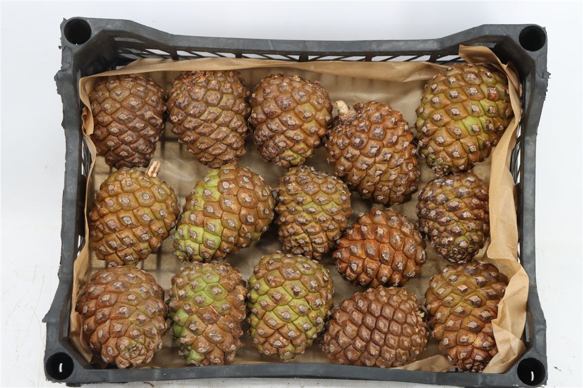 Stick Pine Cone Wax