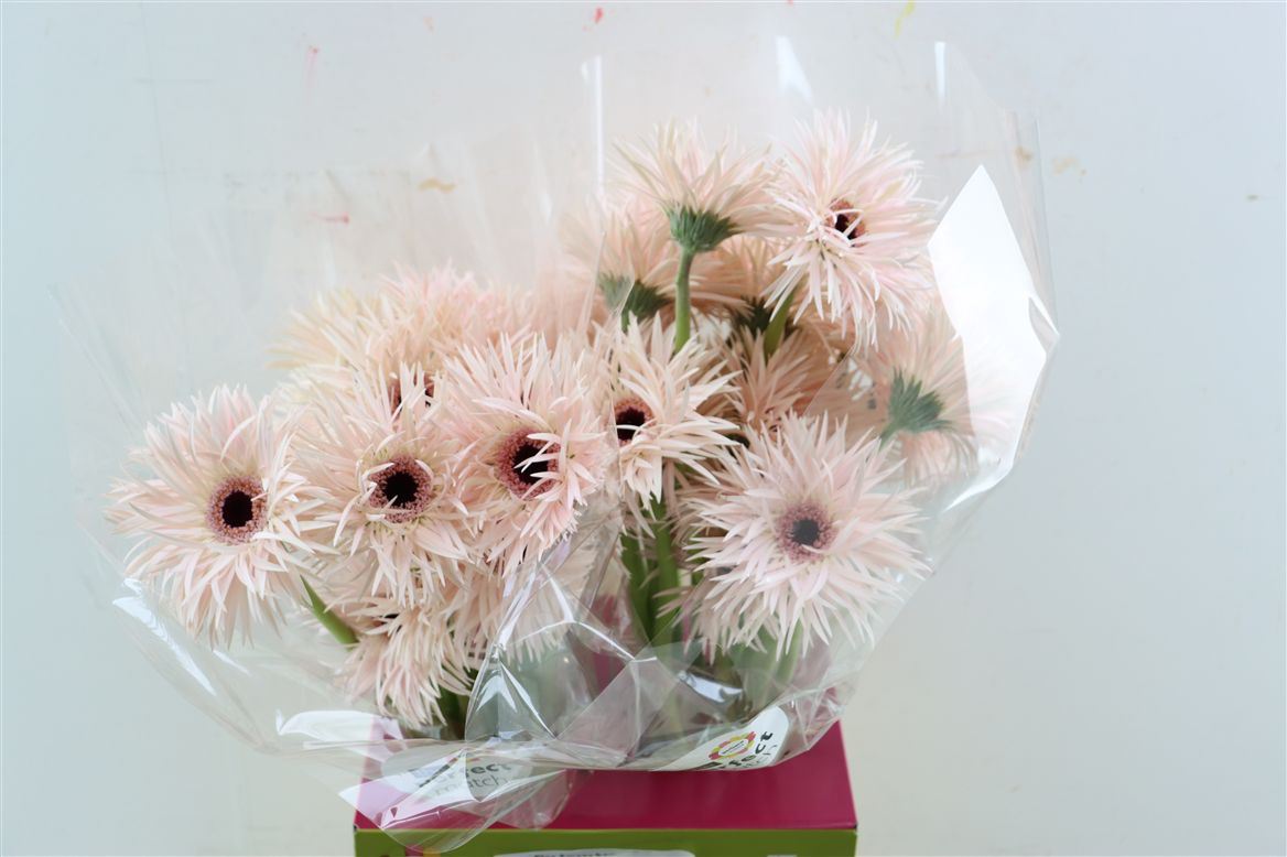 Gerbera Spider Cream Springs