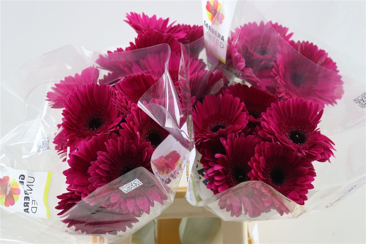 Gerbera Passoa