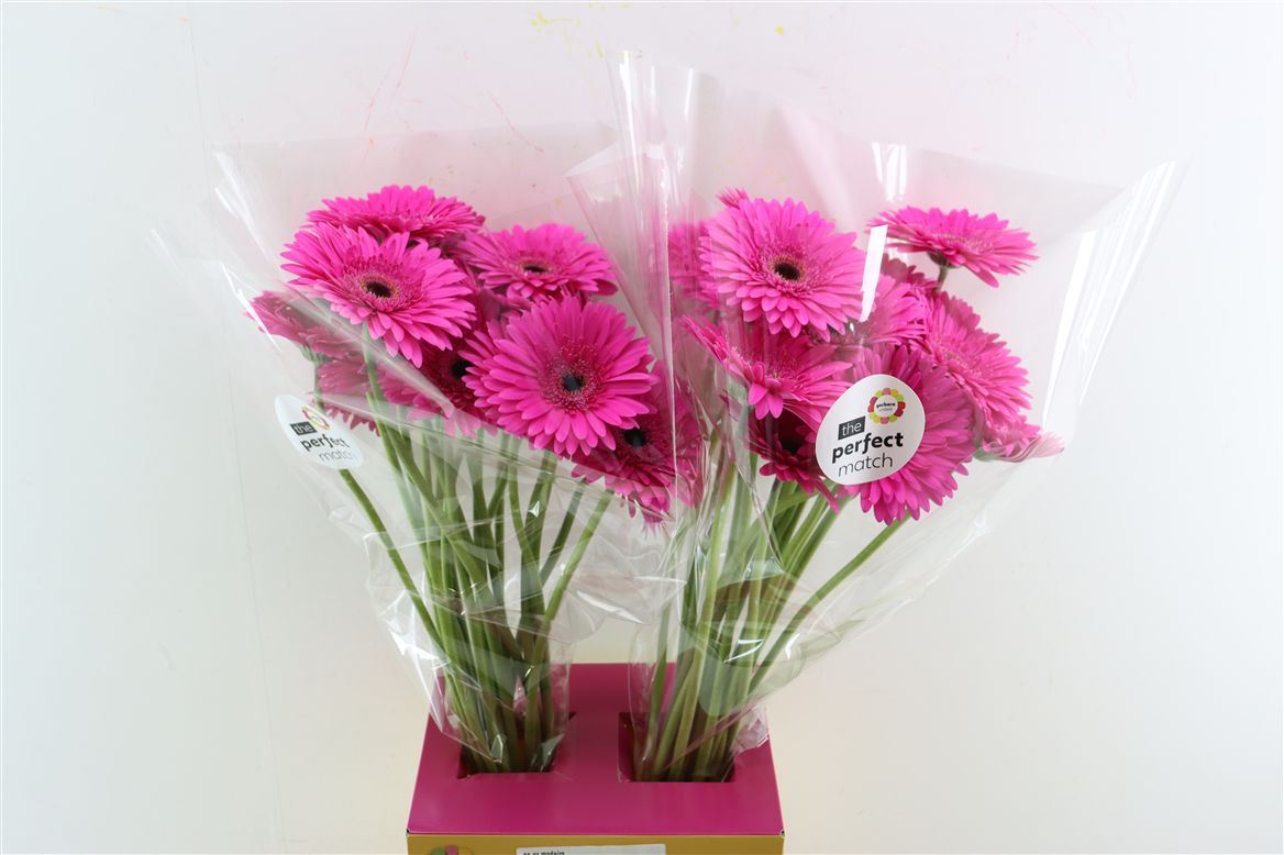 Gerbera Madeira