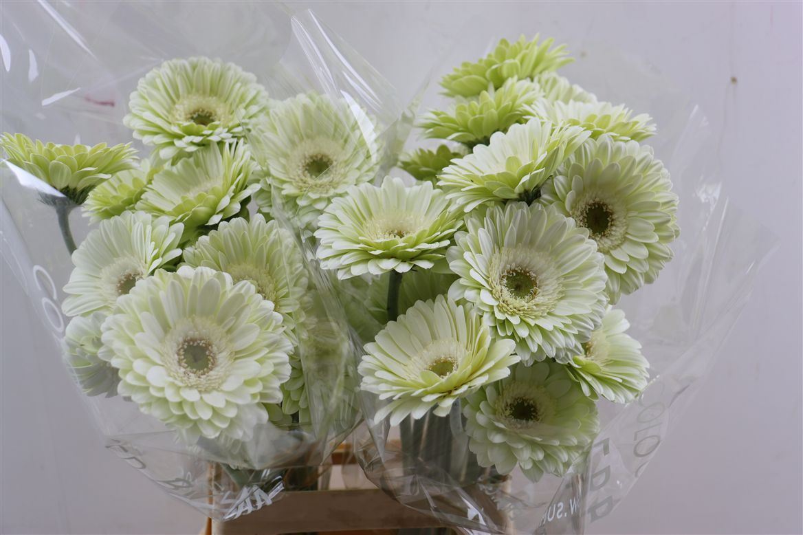 Gerbera Mint