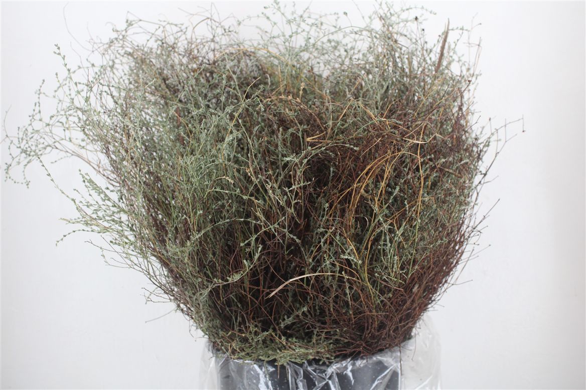 Thymus Capitatus Bs 70cm 250gram