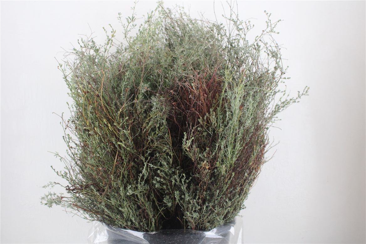 Thymus Capitatus Bs 70cm 400gram