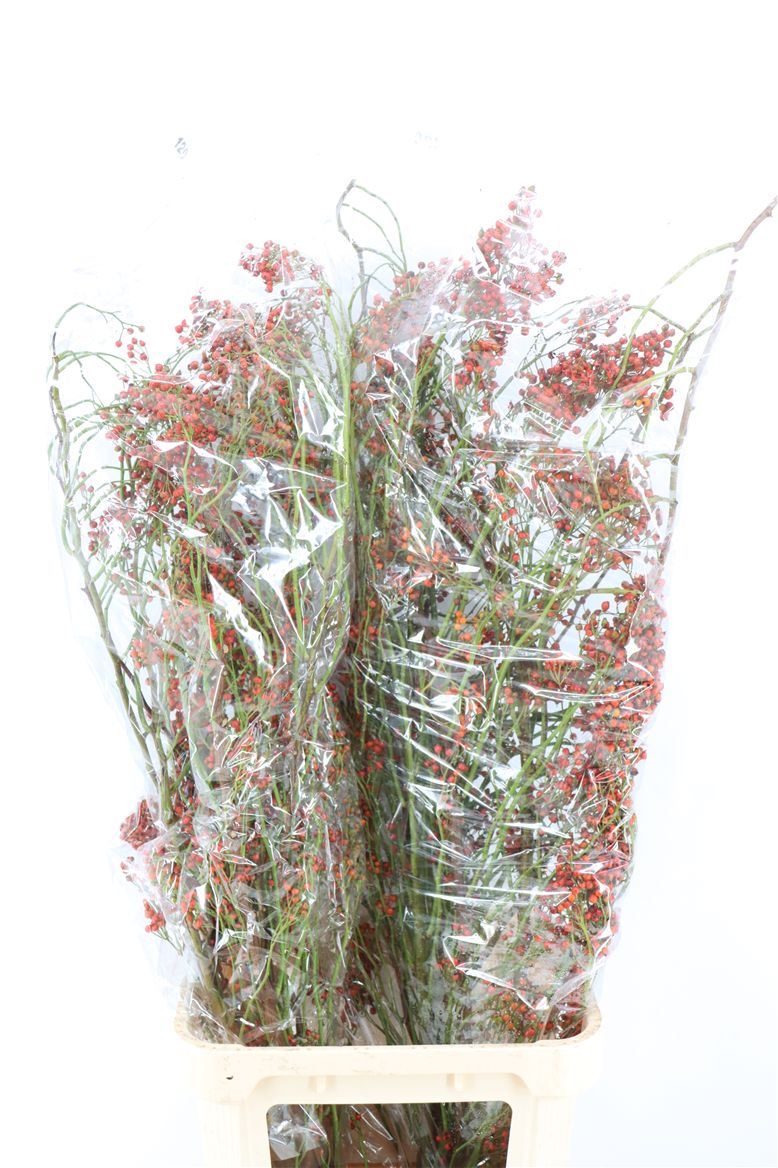Rosa (ROZEBOTTEL) 120cm