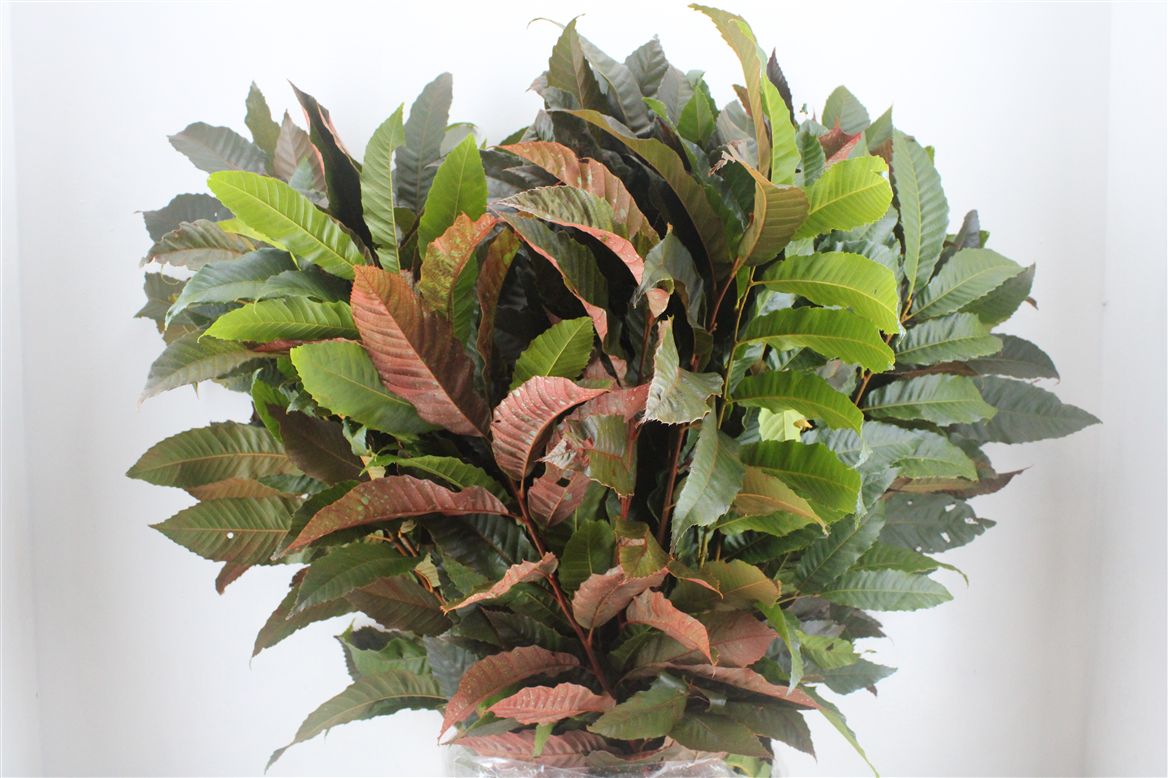 Aesculus Hippocastanum Branche 70cm