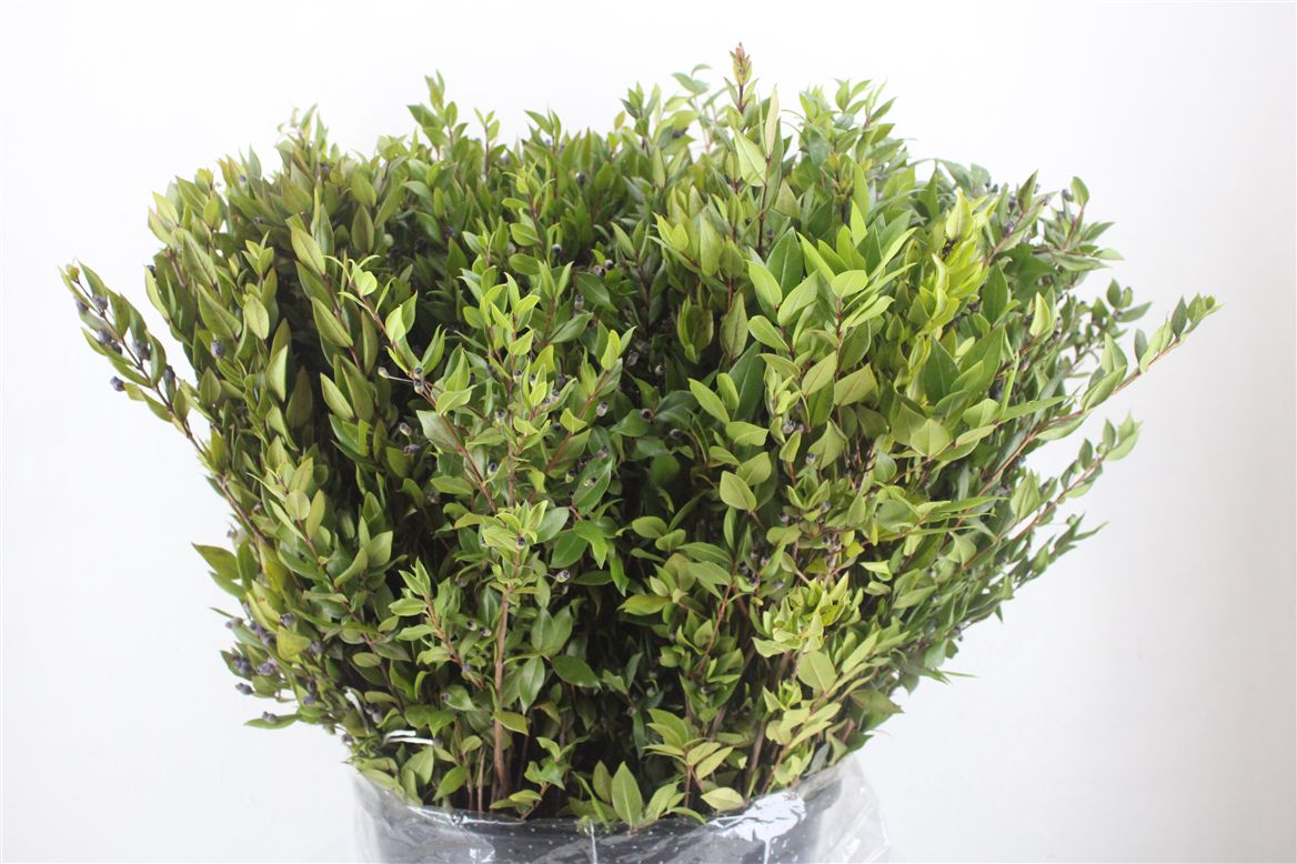 Myrtus Bes 60cm 400gram