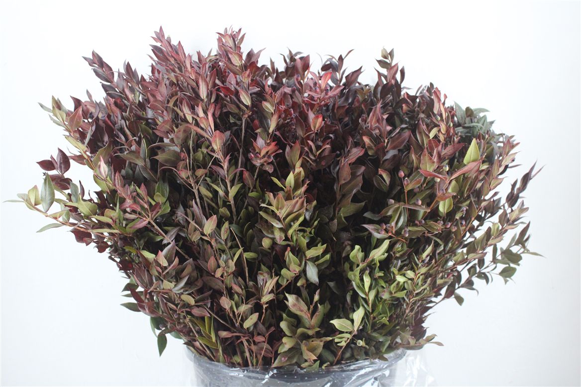 Myrtus Bes 60cm 400gram