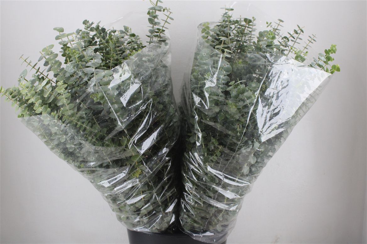 Eucalyptus Baby Blue 70cm 200gram