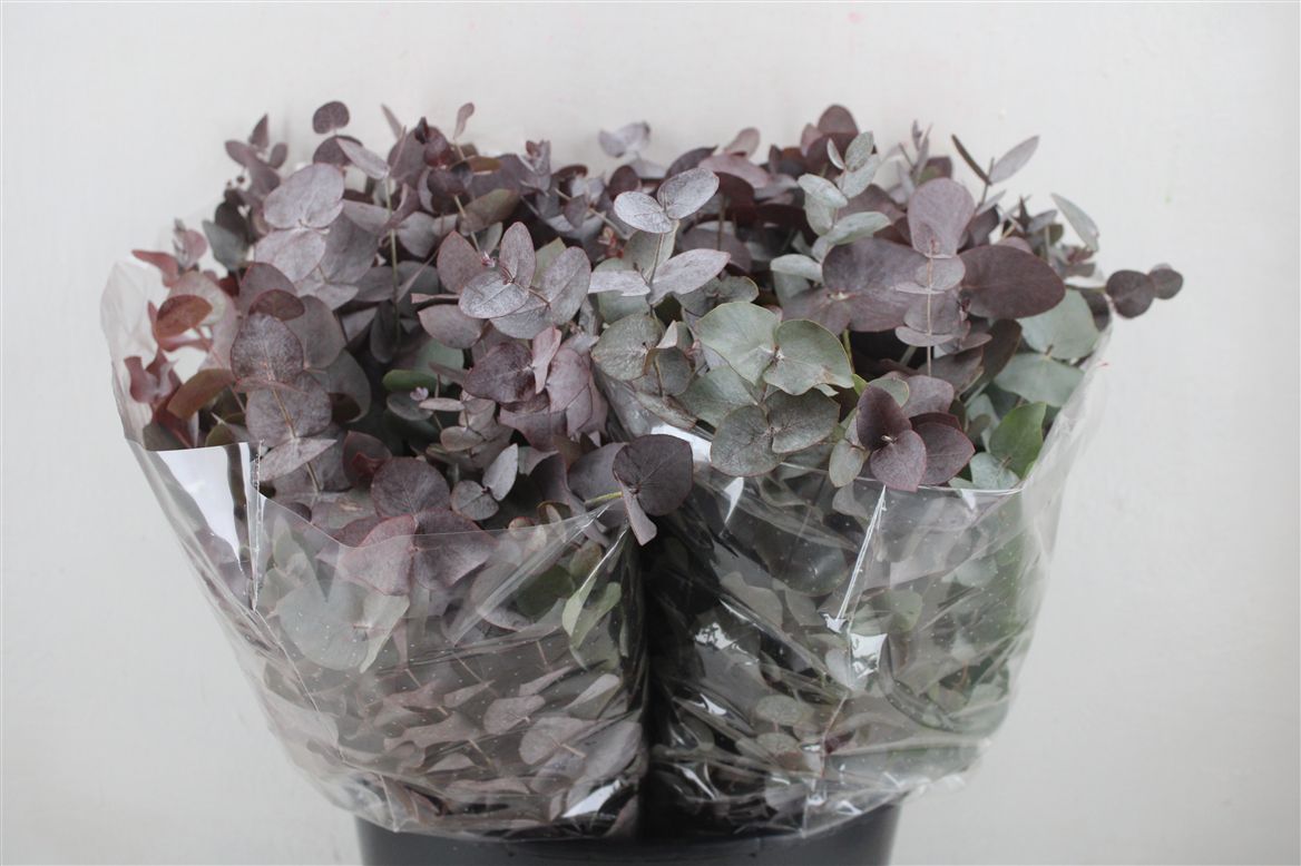 Ov Colrbehandeld 45cm 150gram