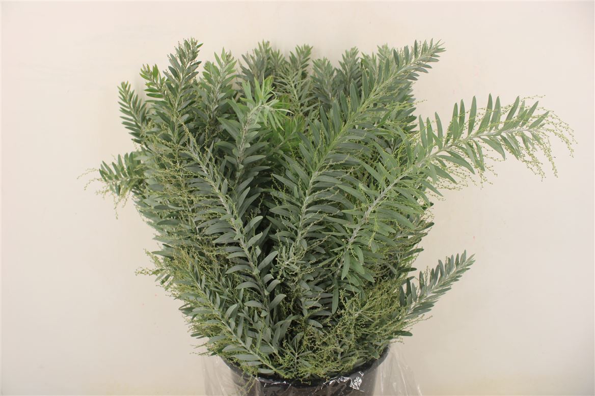 Acacia (MIMOSA) Pb 60cm 200gram