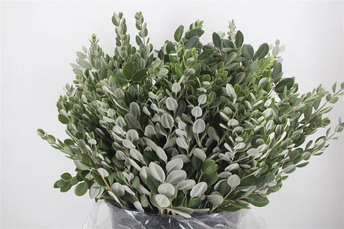 Pittosporum Per Bunch 65cm 400gram