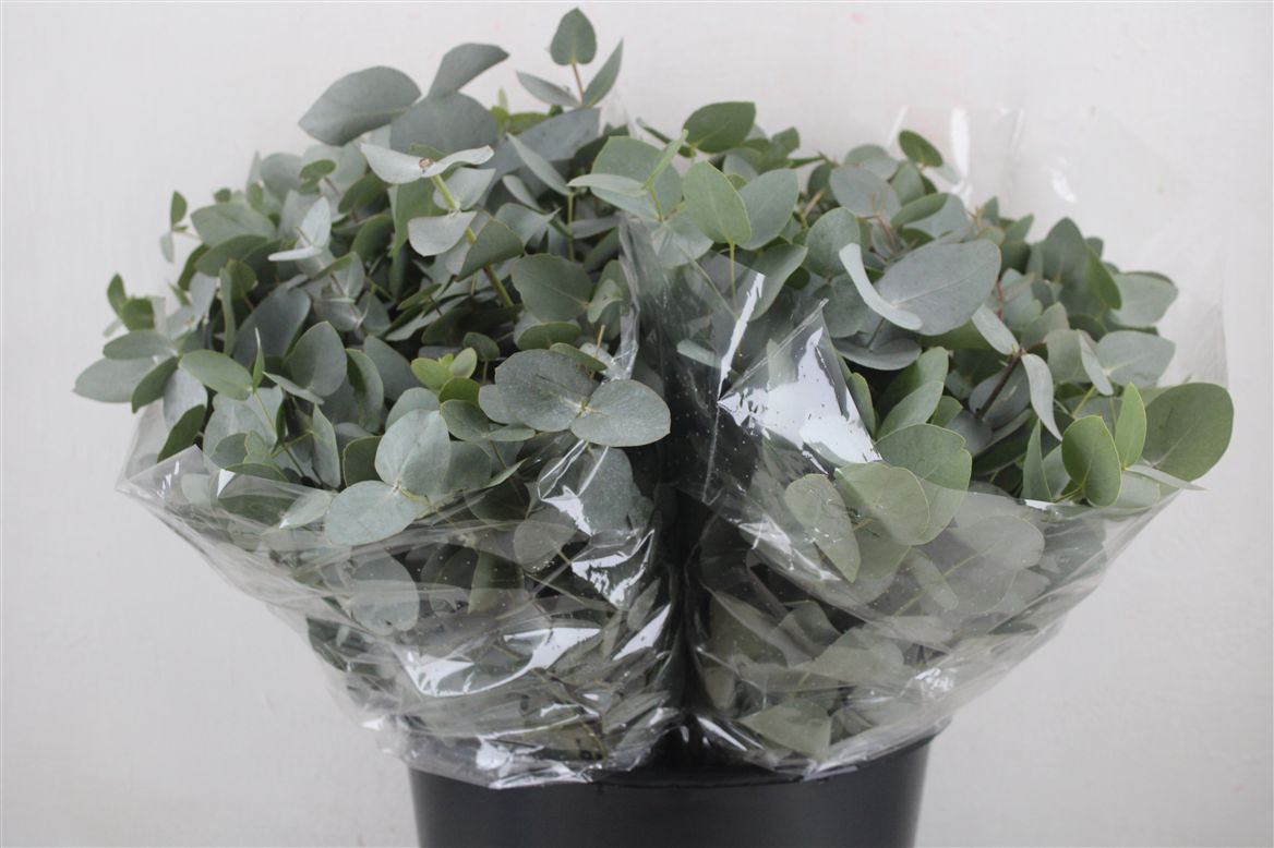 Eucalyptus Cinerea 45cm 150gram