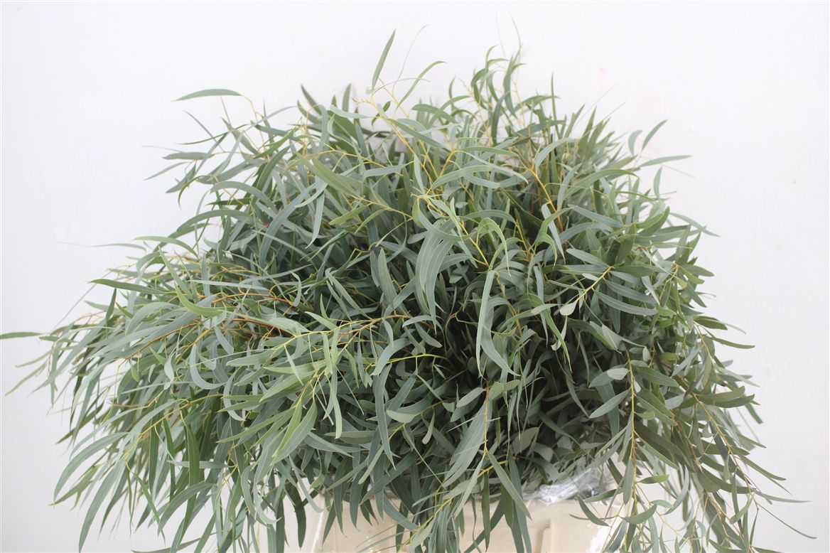 Eucalyptus Nicholii 45cm 150gram