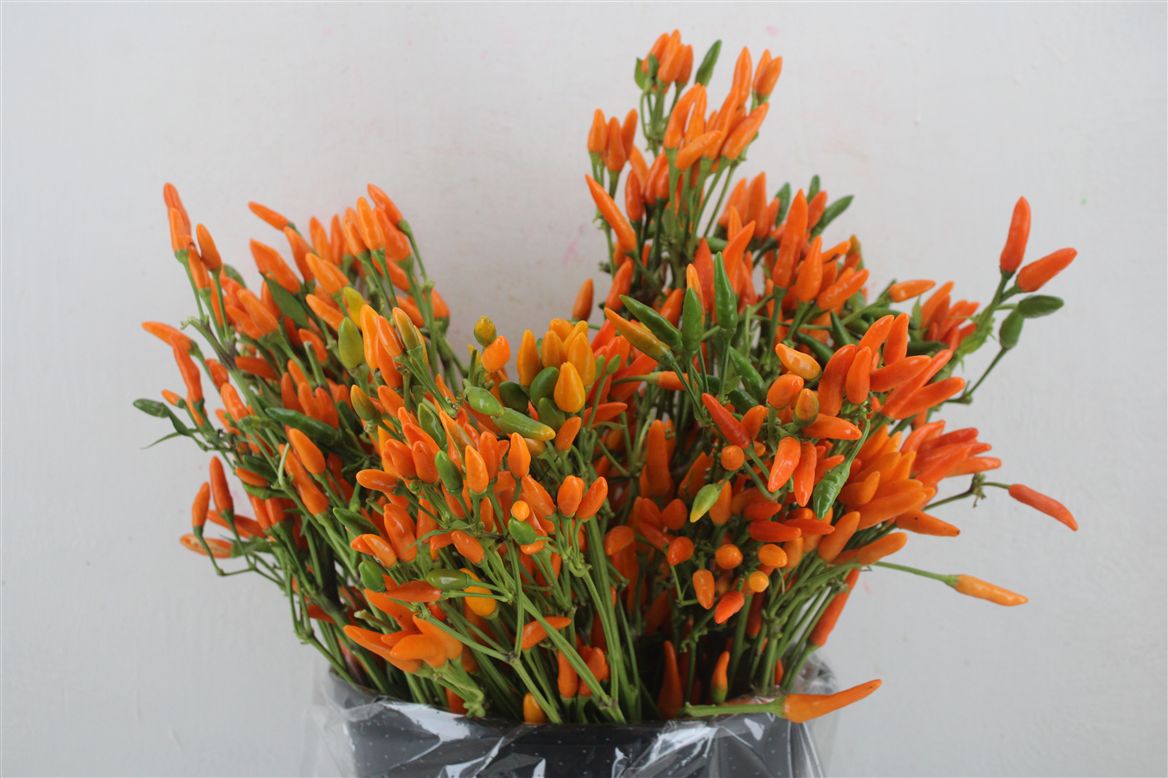 Sierpaprika Capsicum