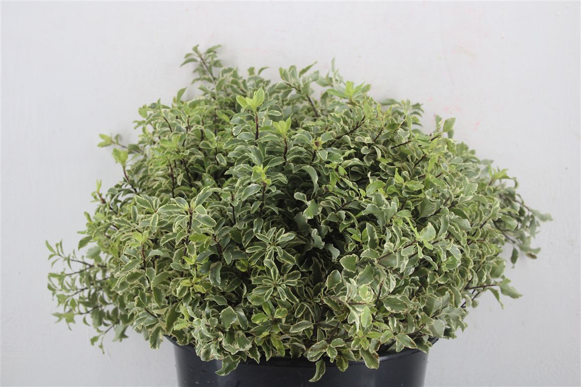 Pittosporum Per Bunch 45cm 150gram