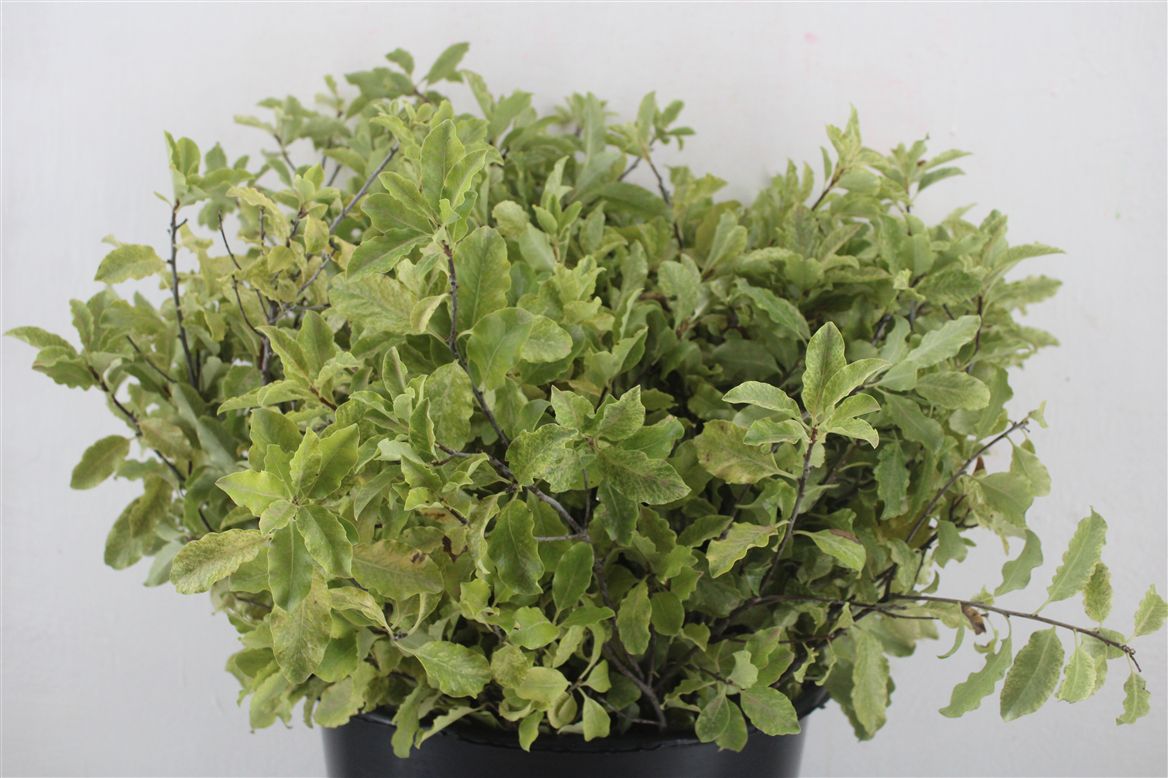 Pittosporum 50cm 150gram