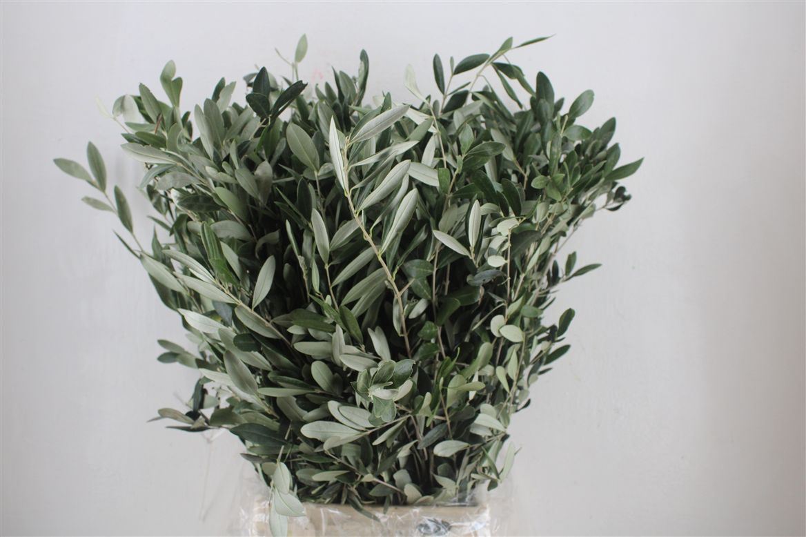 Olea Europaea Per Bunch 70cm 300gr.