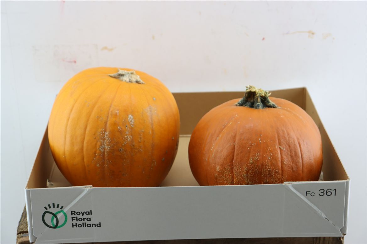 Ornamental Fruits Per Piece