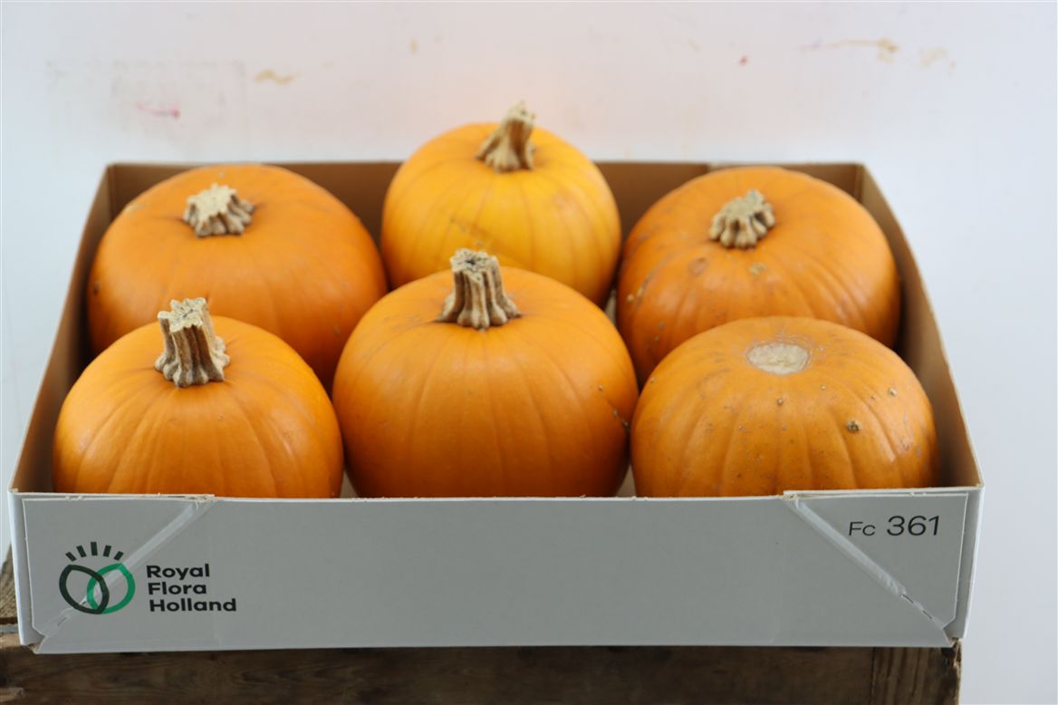 Ornamental Fruits Per Piece