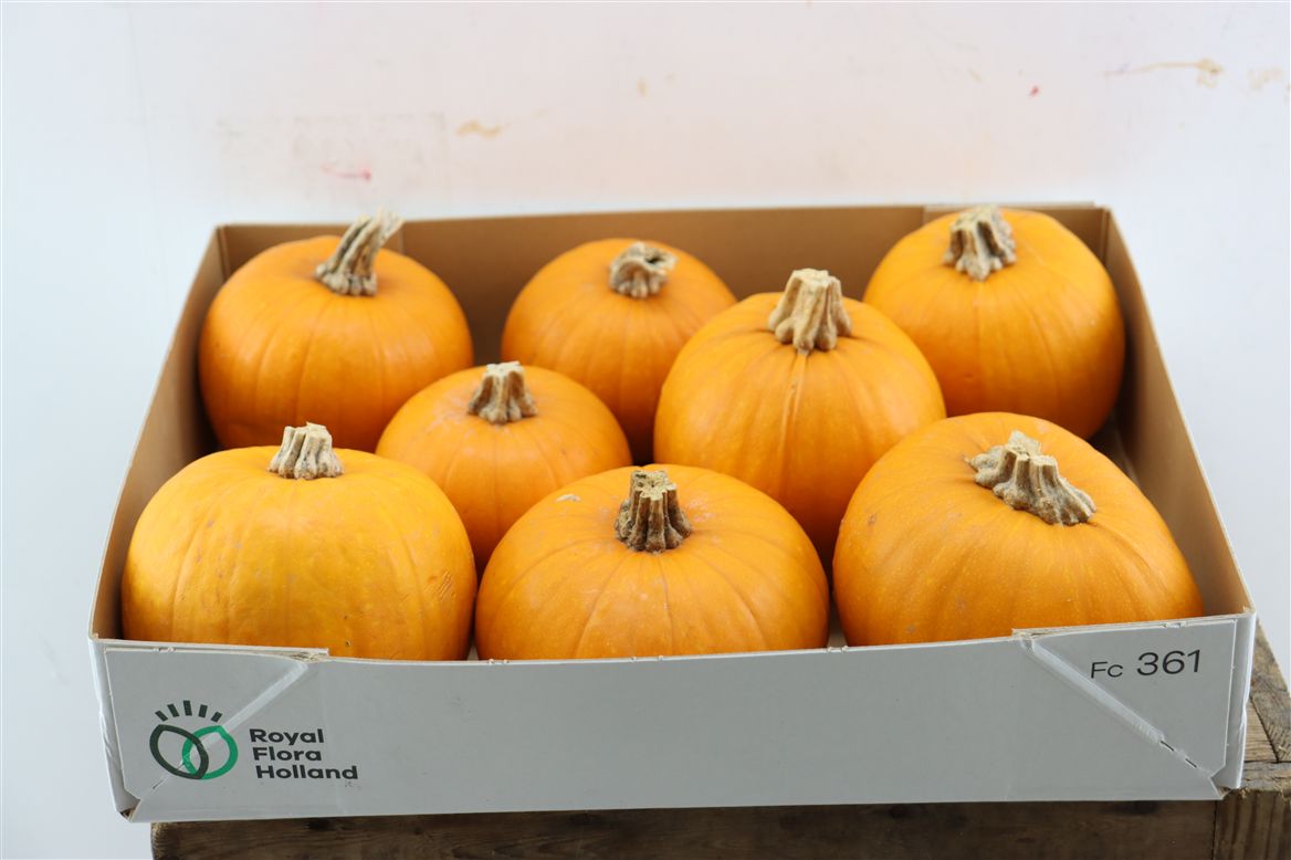 Cuc Maxima Halloween