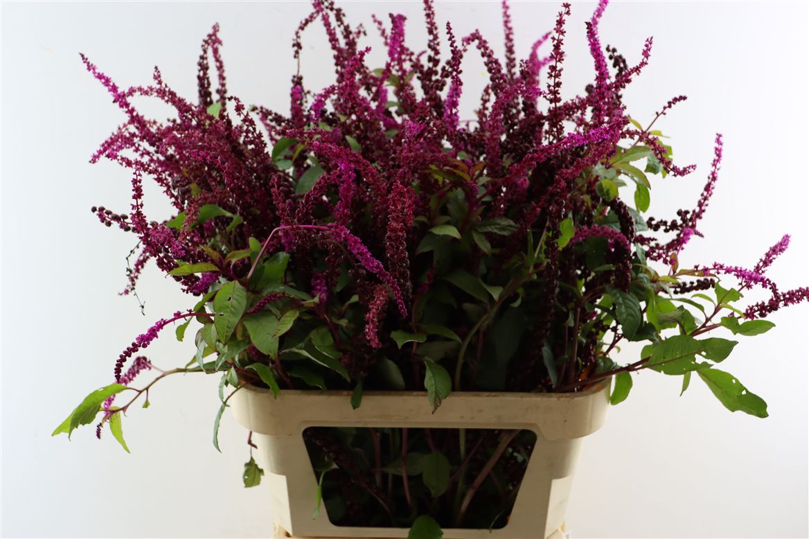 Phytolacca Americana 100cm